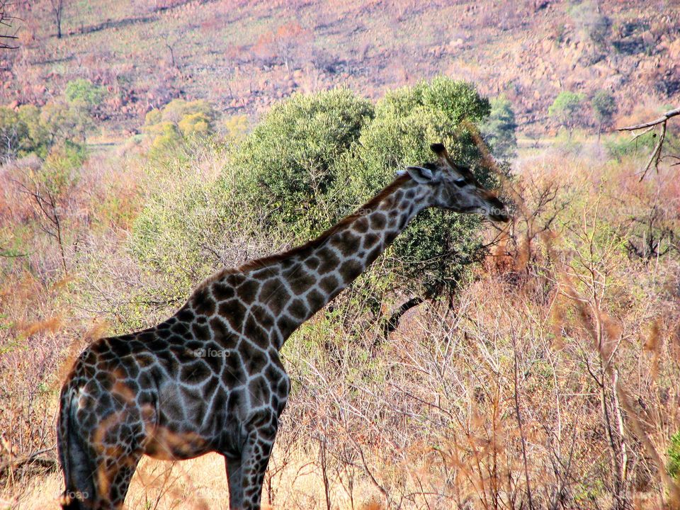 giraffe I  south Africa savannah
