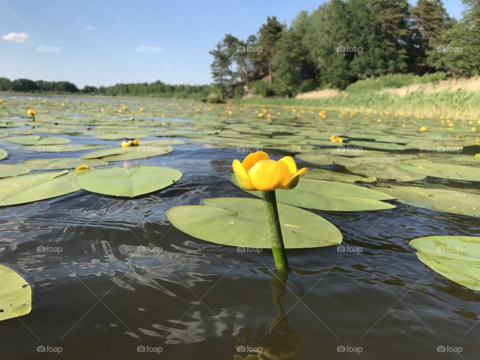 Water lilies in a lake