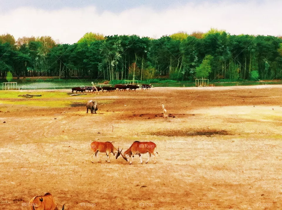 Zoo