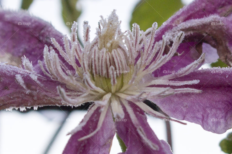 Snow on purple flower