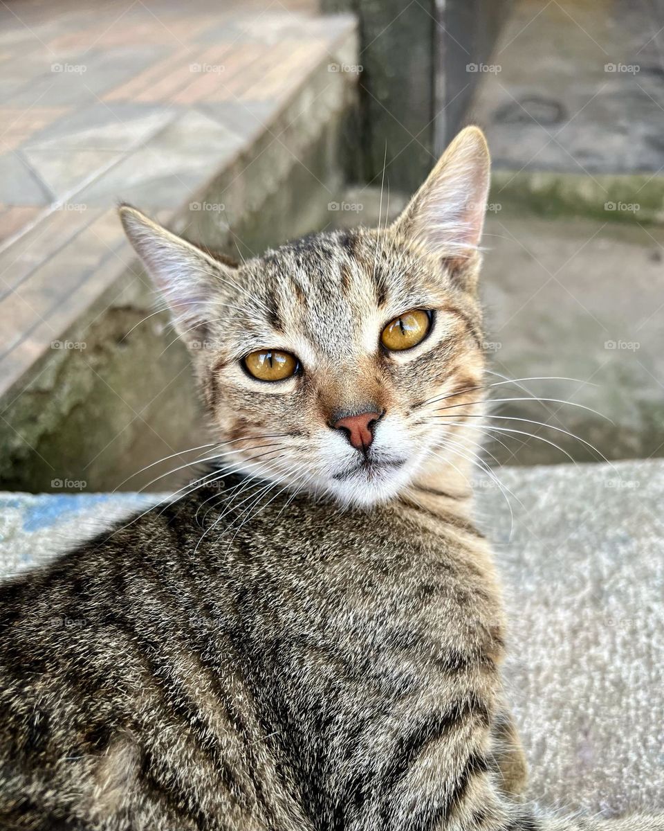 brindle cat