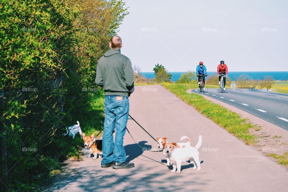 Man out walking the dogs