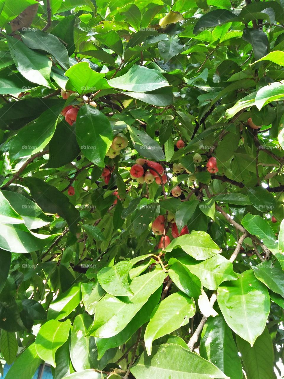 Jambu air adalah tumbuhan dalam suku jambu-jambuan atau Myrtaceae yang berasal dari Asia Tenggara. Latin's name is Syzygium aqueu
