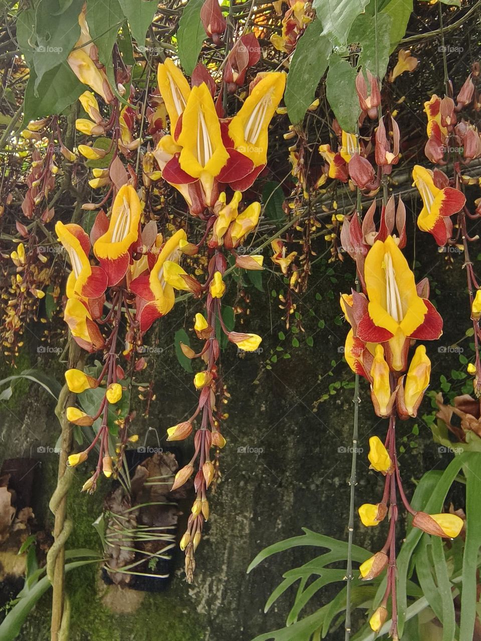 Taiwan Qingshan Farm, Dancing Girl
