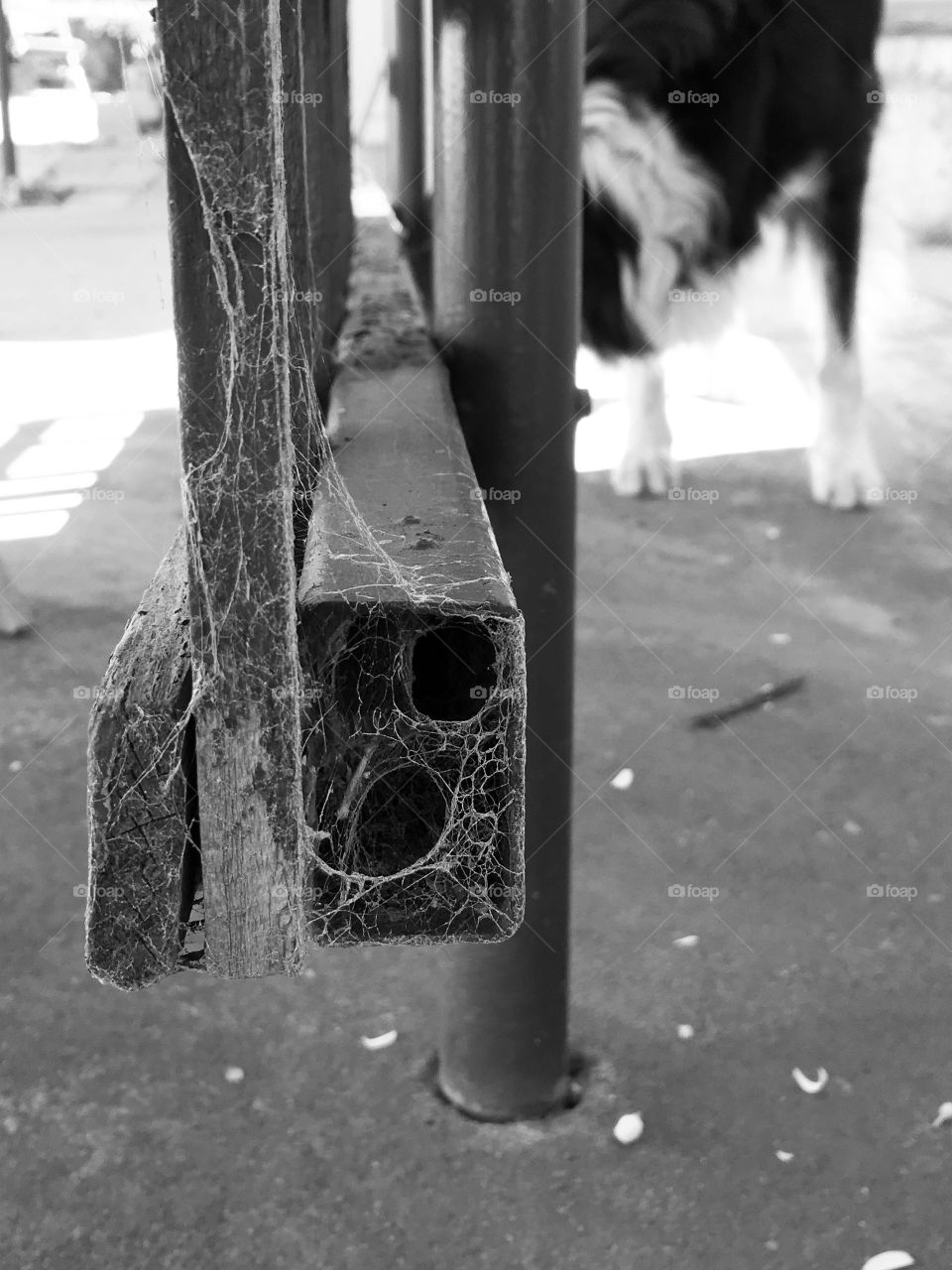 Cobwebs in the fence Australia
