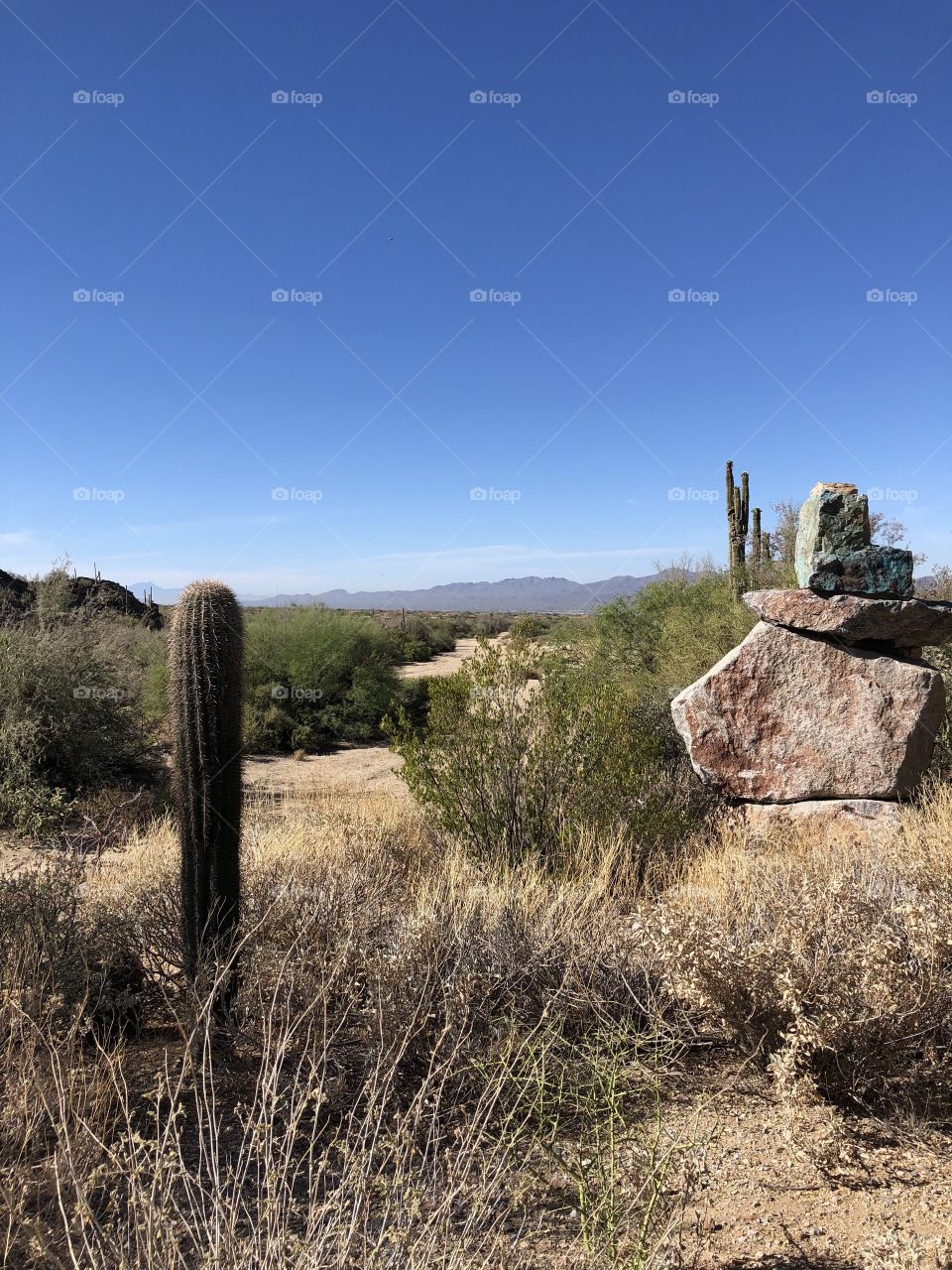 A scenic desert landscape taken in Tucson, Arizona. 