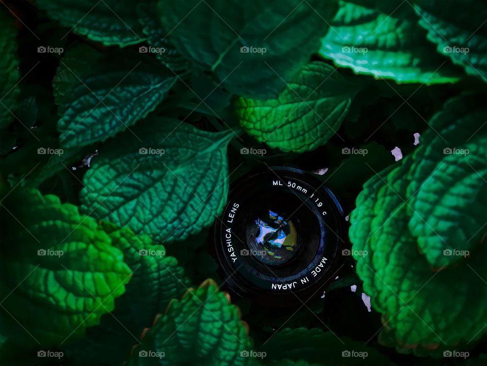 Camera lens inside the leaves. An image from a camera lens inside the dark leaves of a beautiful succulent plant.