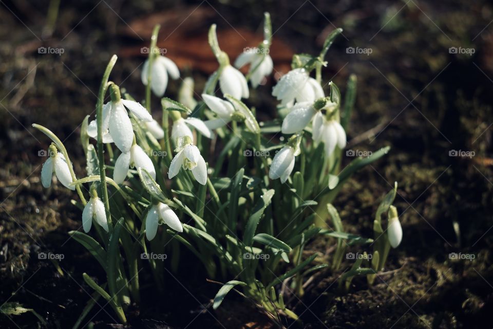 Spring flowers snowdrops 