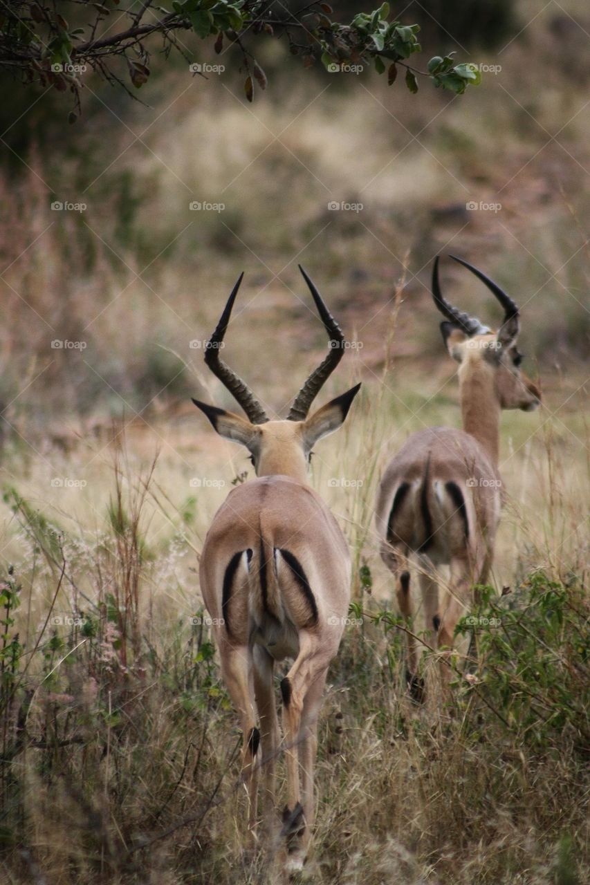 two impalas silently moving through the bush.