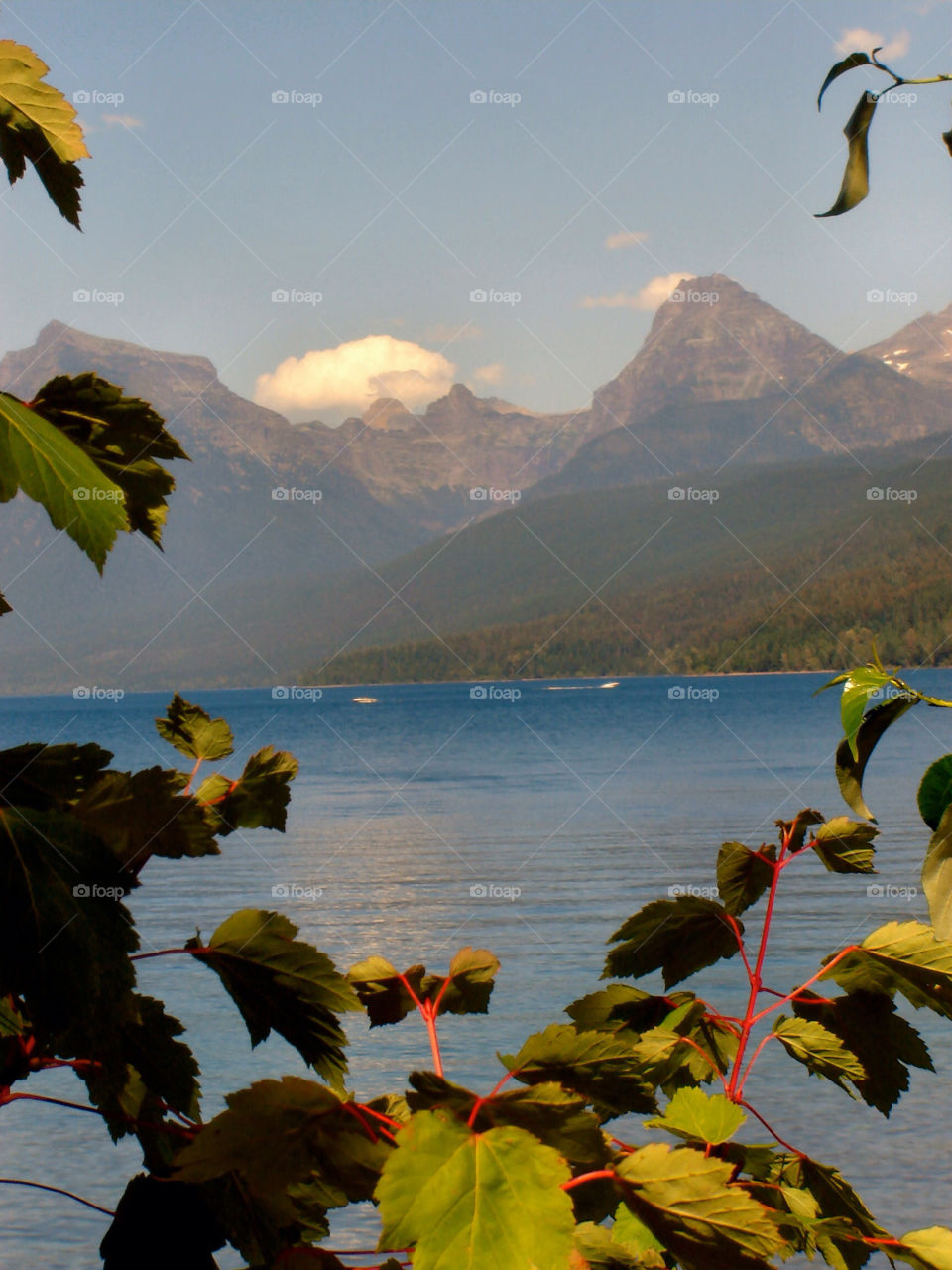 plants mountain leaves water by refocusphoto