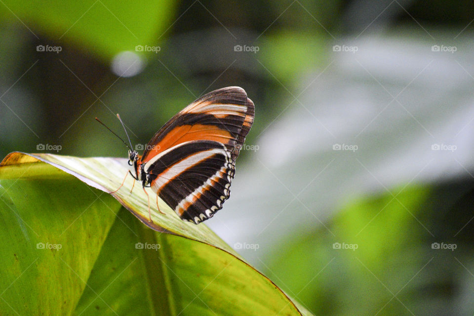 Orange and Black Butterfly on a Leaf