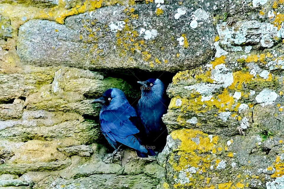 Close up on a pair of Jackdaws resting in a niche of Suscinio's castle tower