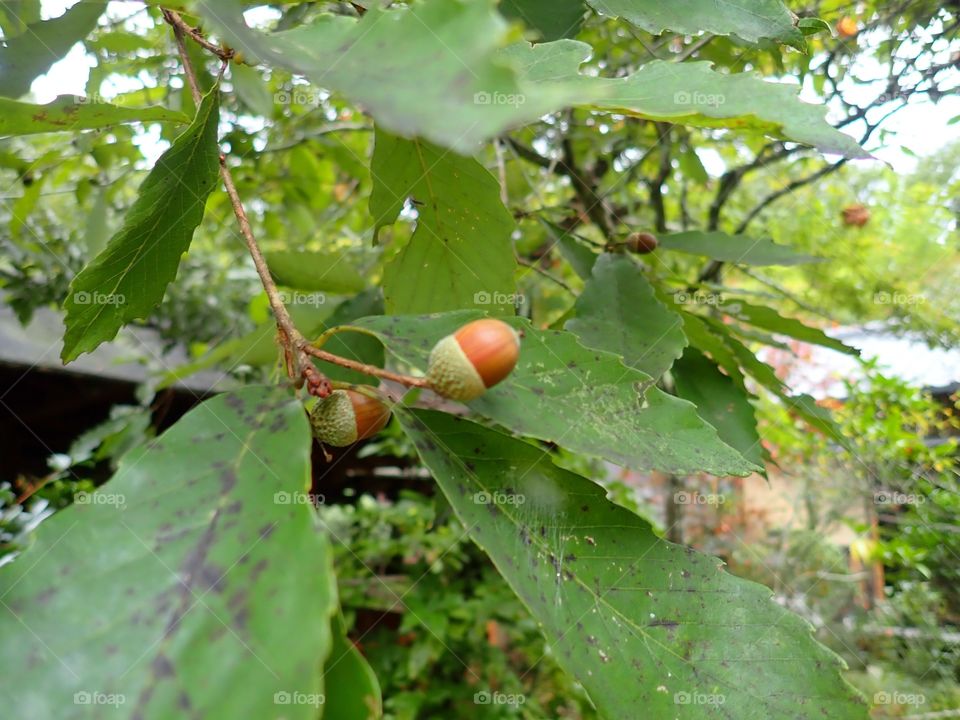 Oak tree