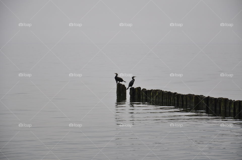 grey foggy day at the Baltic sea