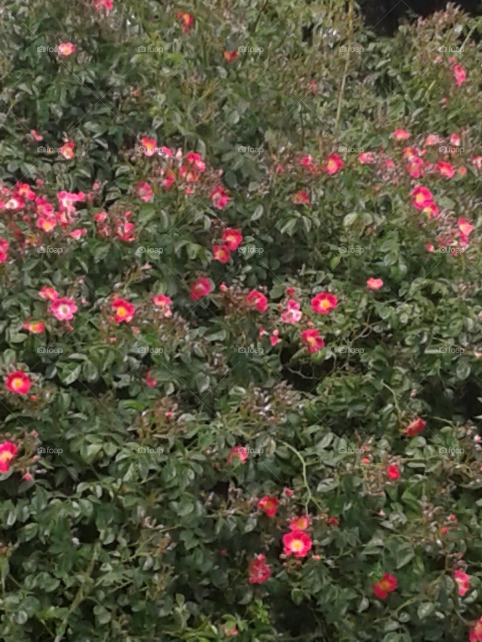 June blooms