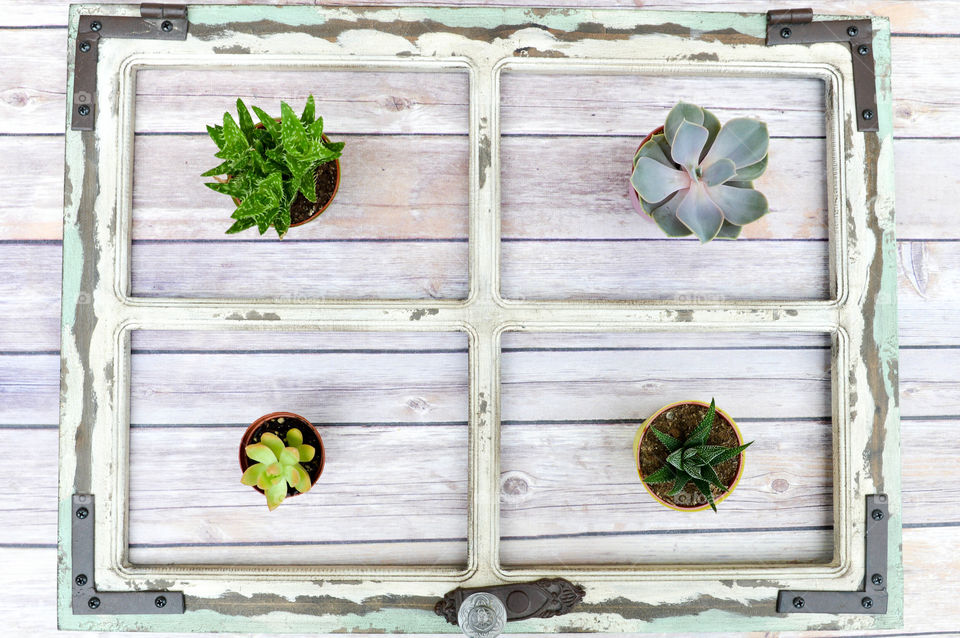 Top view of an assortment of small potted cacti in a rustic wooden frame
