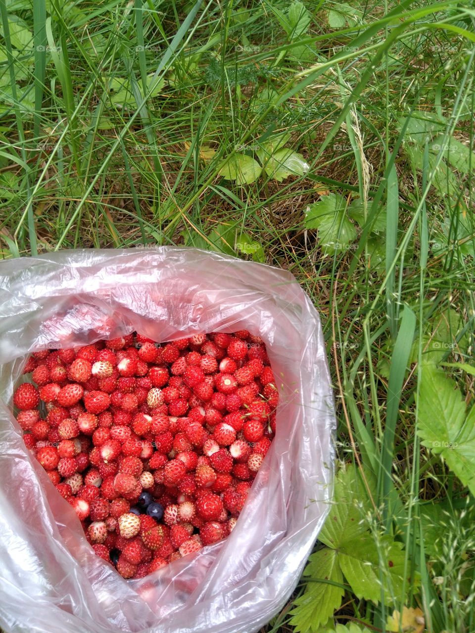 wild strawberries harvest in the forest