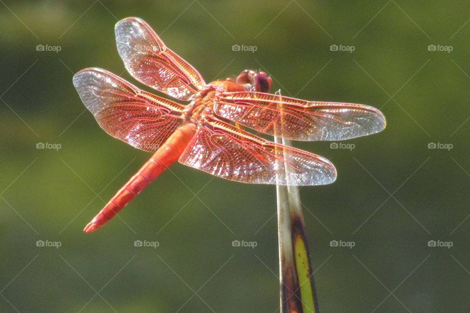 Dragonfly in the summer sun
