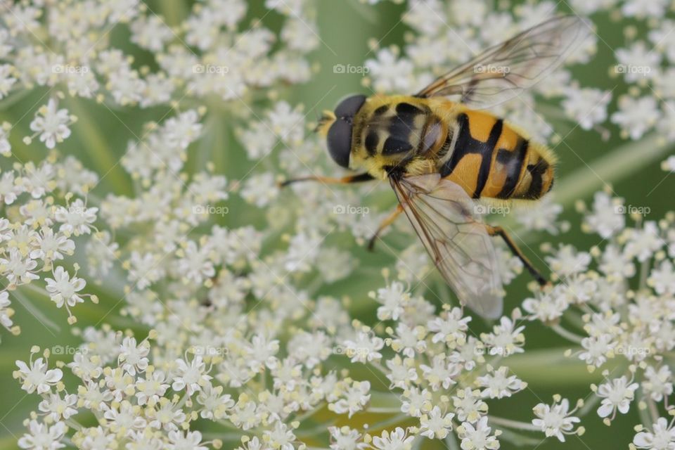 Wasp on flower