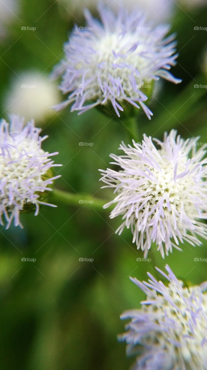 Beautiful flower macro shots
