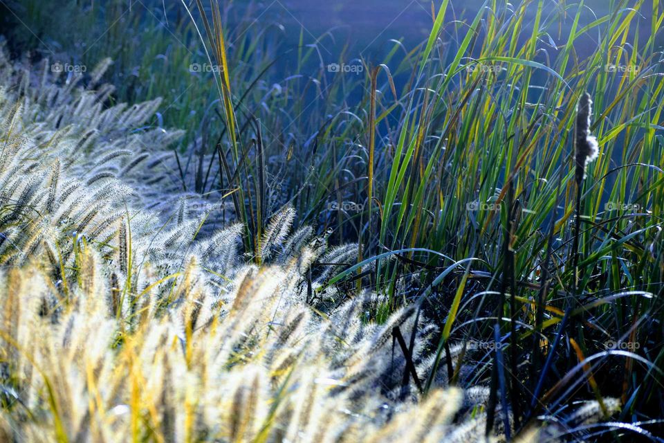 Close-up of plant and grass