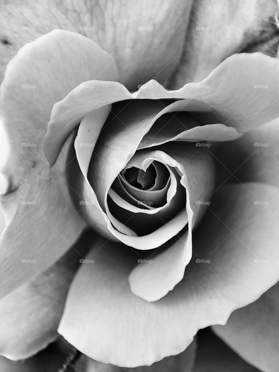 Black and white rose