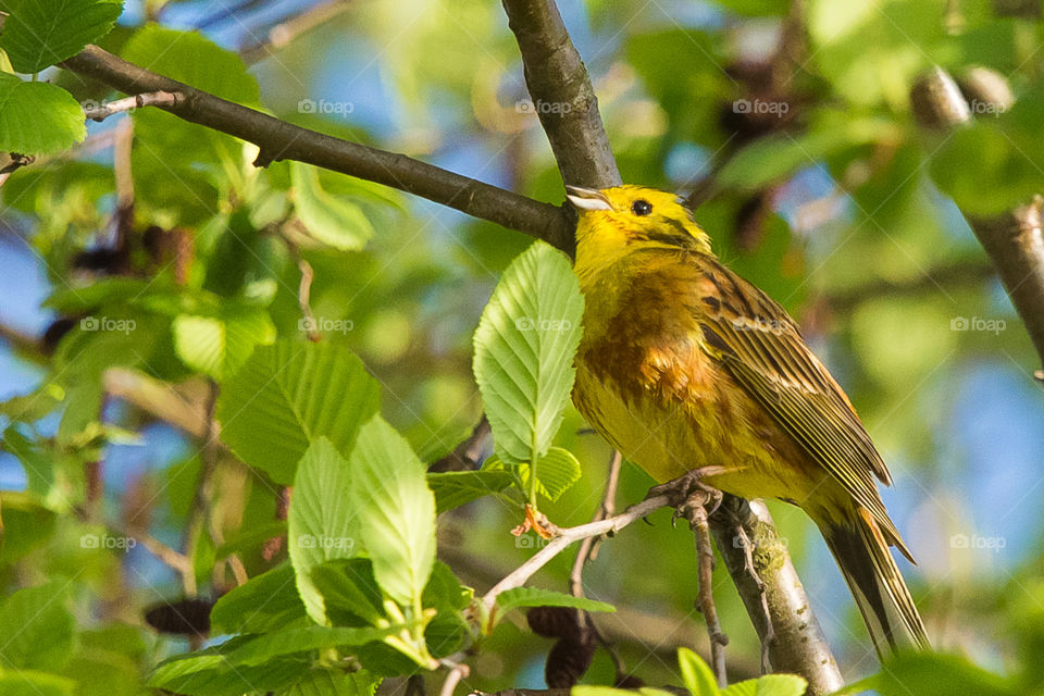 Nature, Bird, No Person, Tree, Leaf