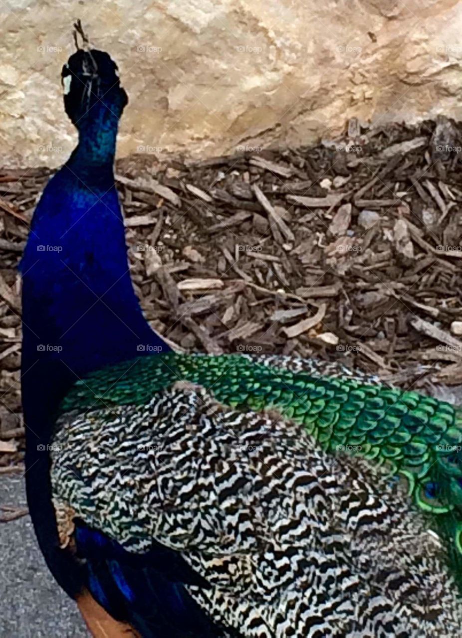 Peacock