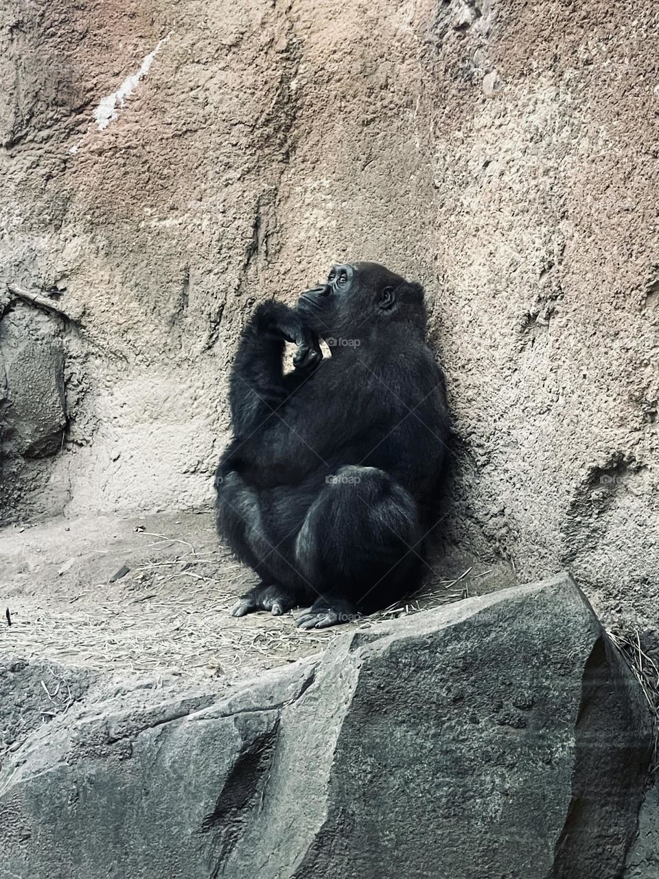 Gorilla in the Bronx zoo 