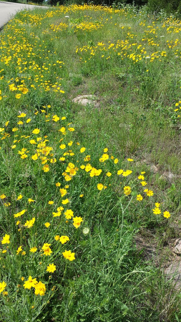 Yellow Wildflowers. Field of flowers