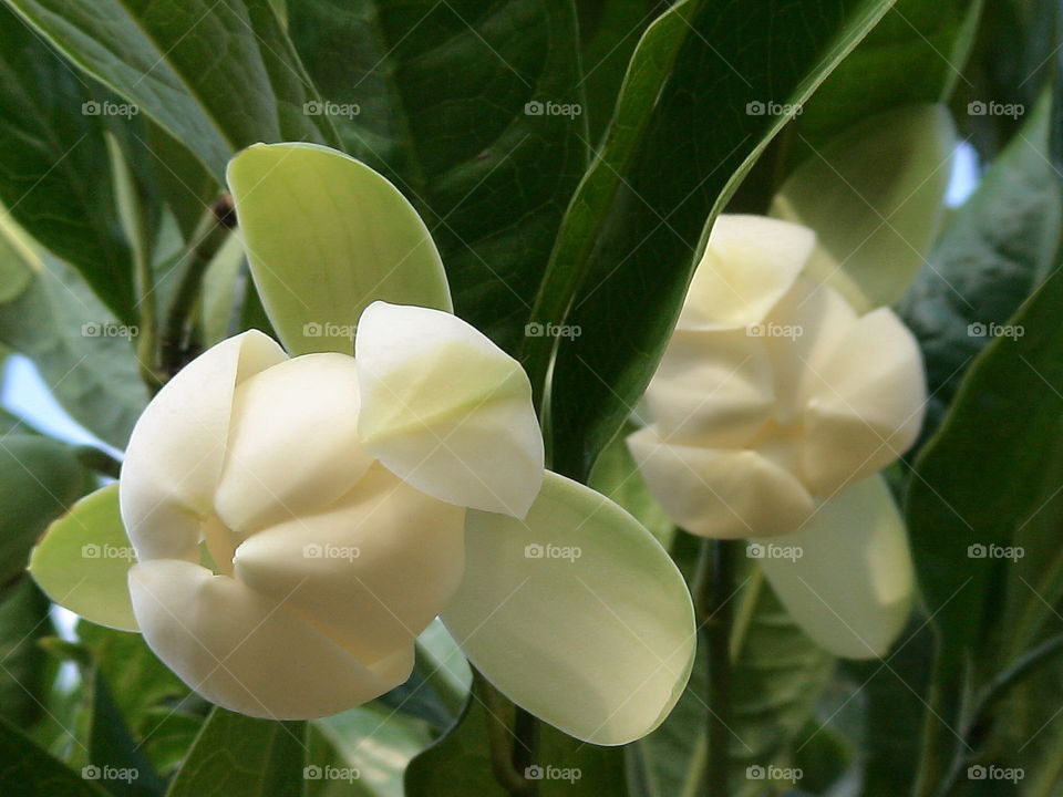 White flowers. Close-up of white flower with green leafs background