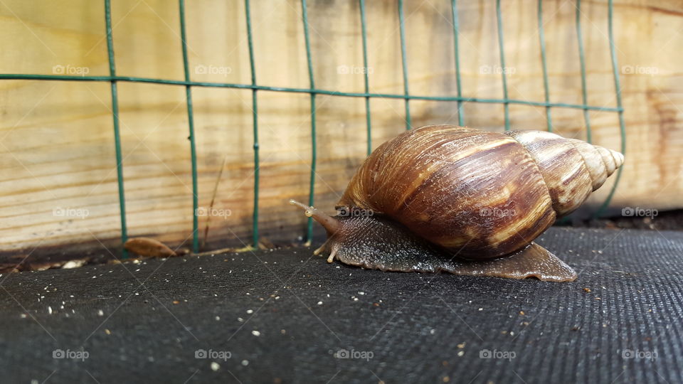 Snail on the move