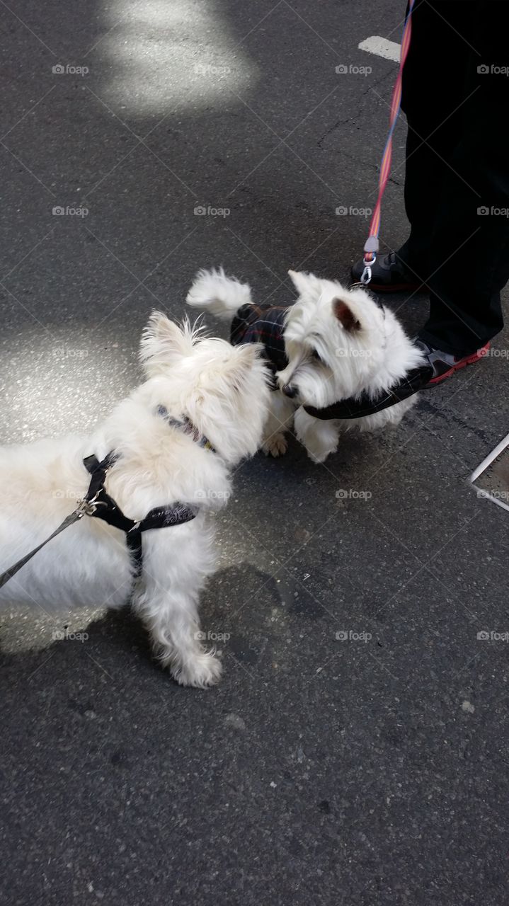 Two Westies Saying Hello. Two Westies meeting at the Tartan Day Parade in NYC