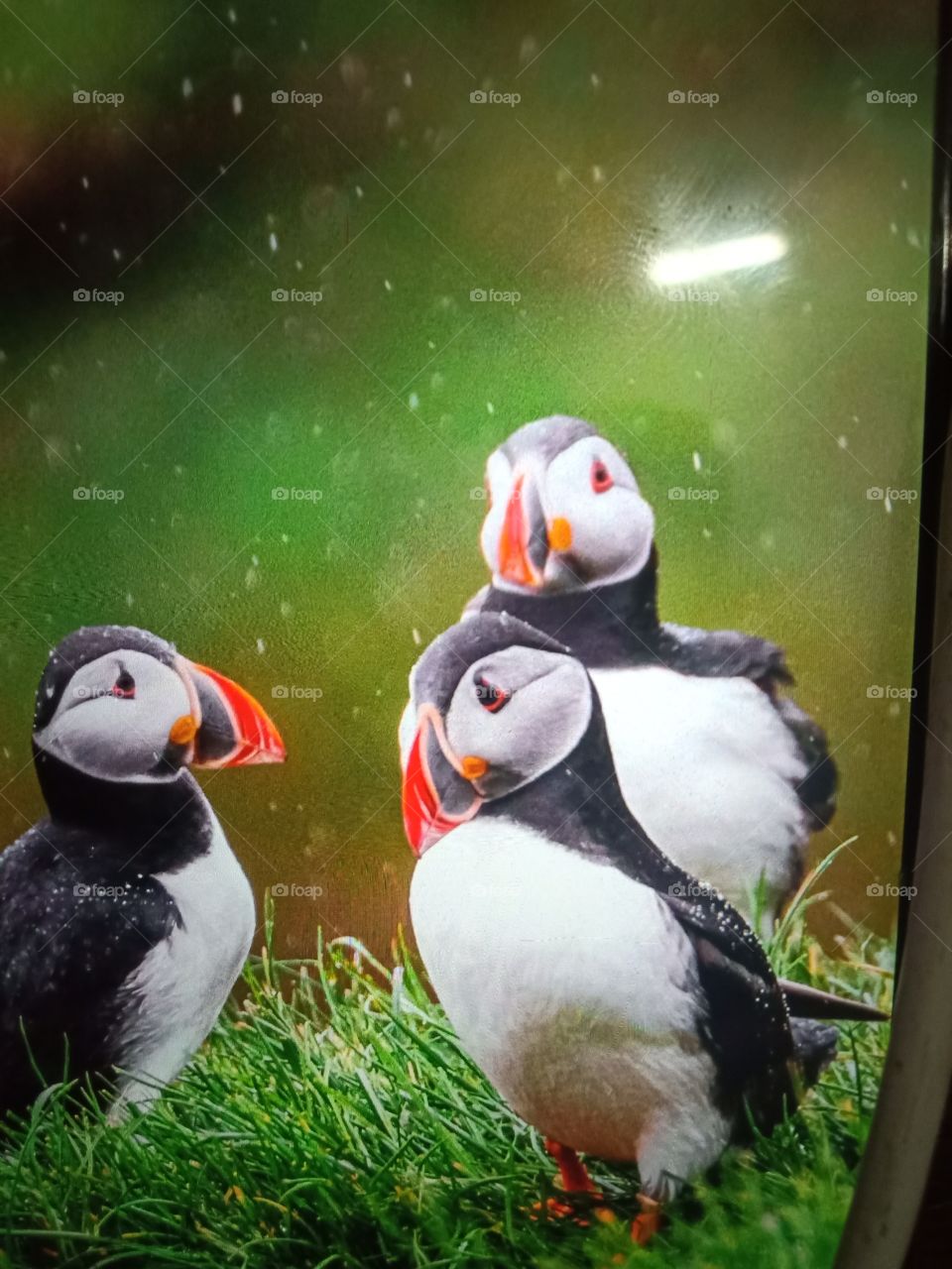 Intelligent Puffins