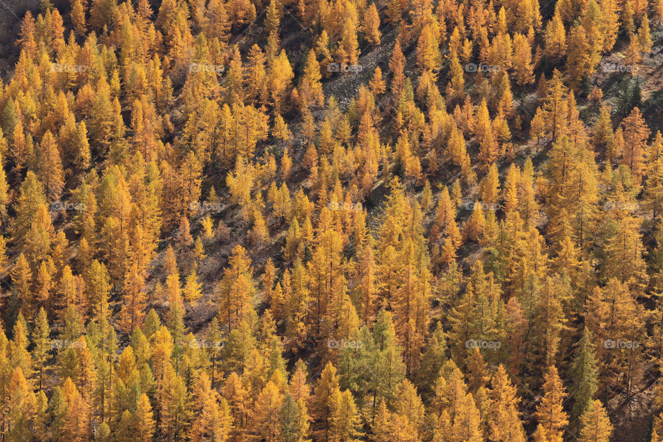 Forest with beautiful yellow autumn larch trees.