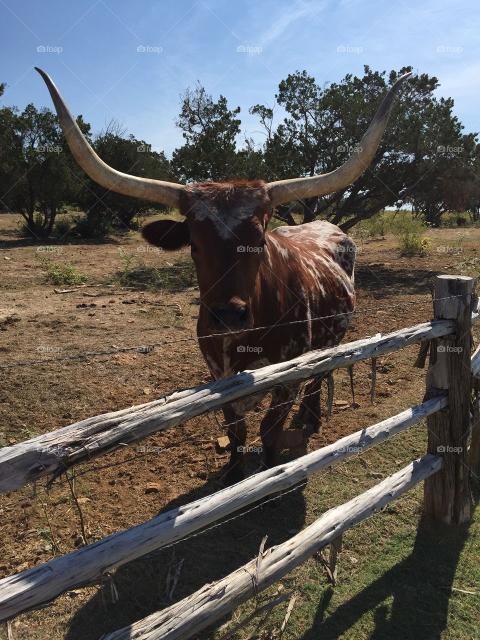 Future Bevo