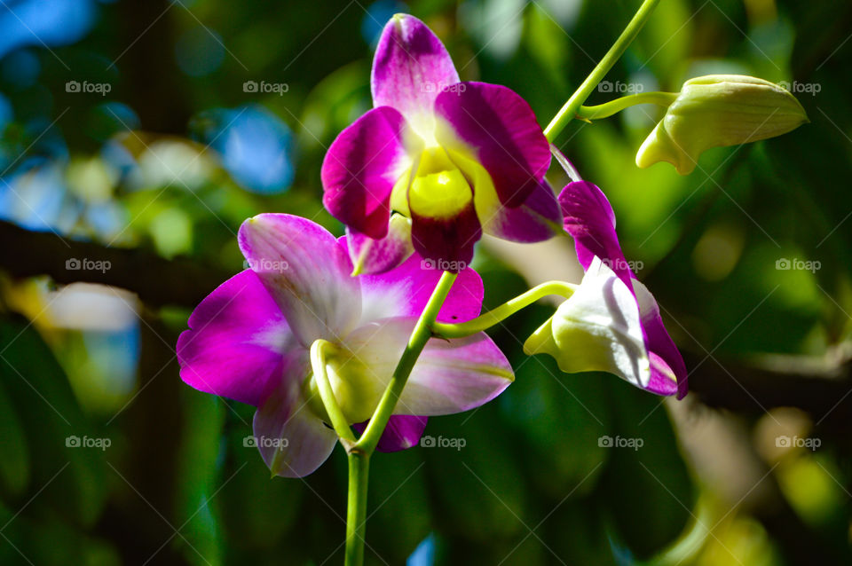 Olha só essa linda orquídea 😍