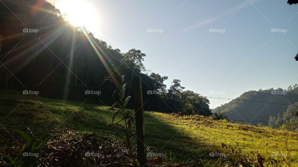 Obstgarten, Bäume, Wald, Naturlandschaften.
