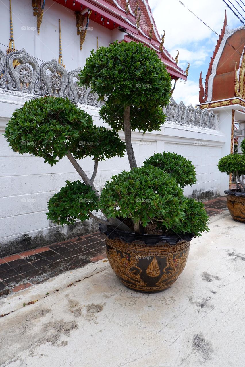 Banyan tree decorated inside the temple