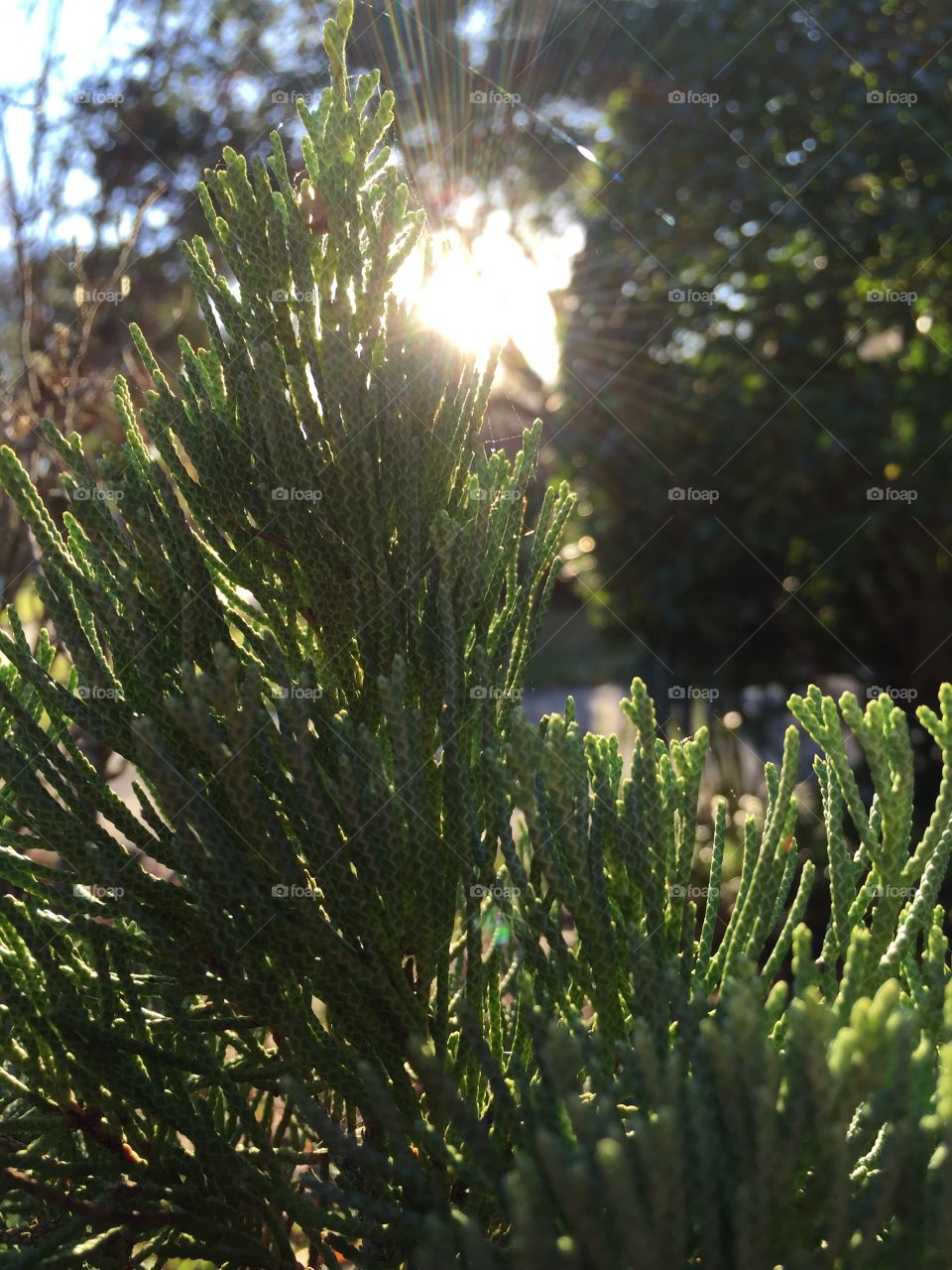 Baby pine tree 