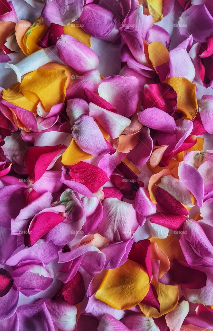 Roses in beautiful colors