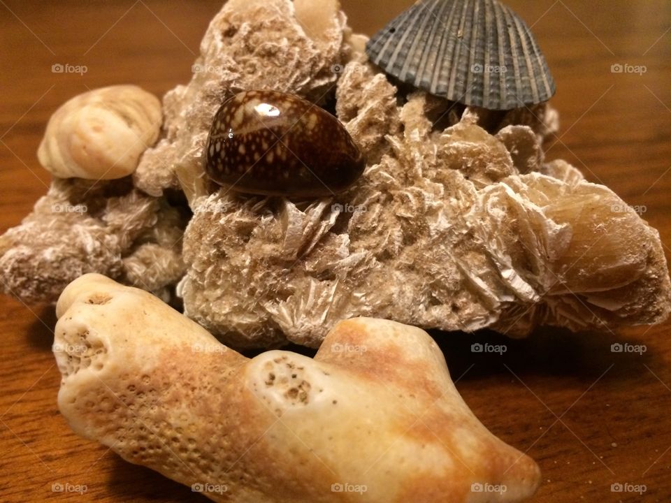 Sea shells



