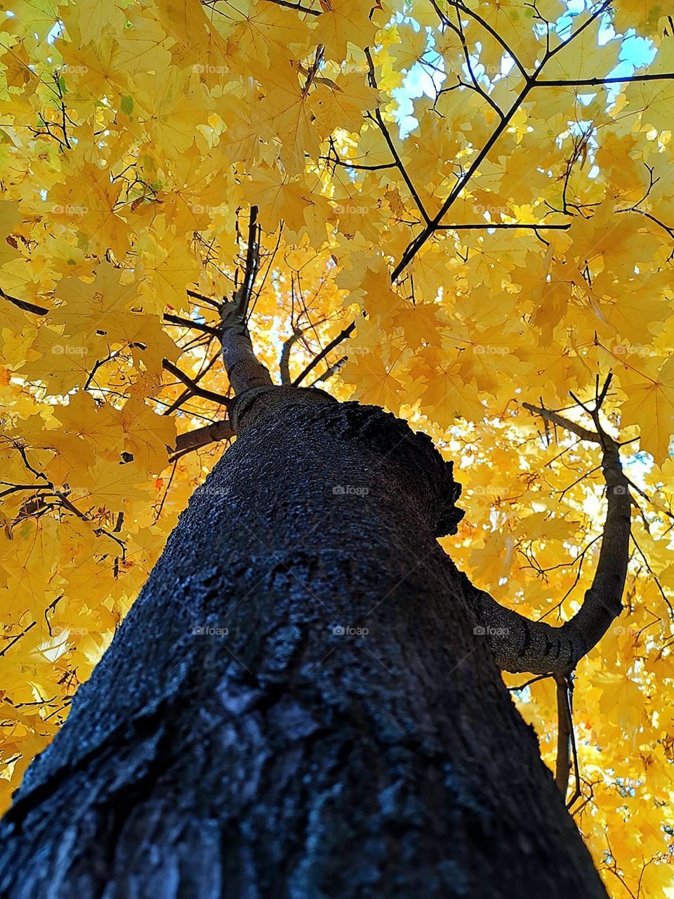 Autumn.  Bottom view.  A tree with branches holds a crown with yellow leaves.  Atlant tree