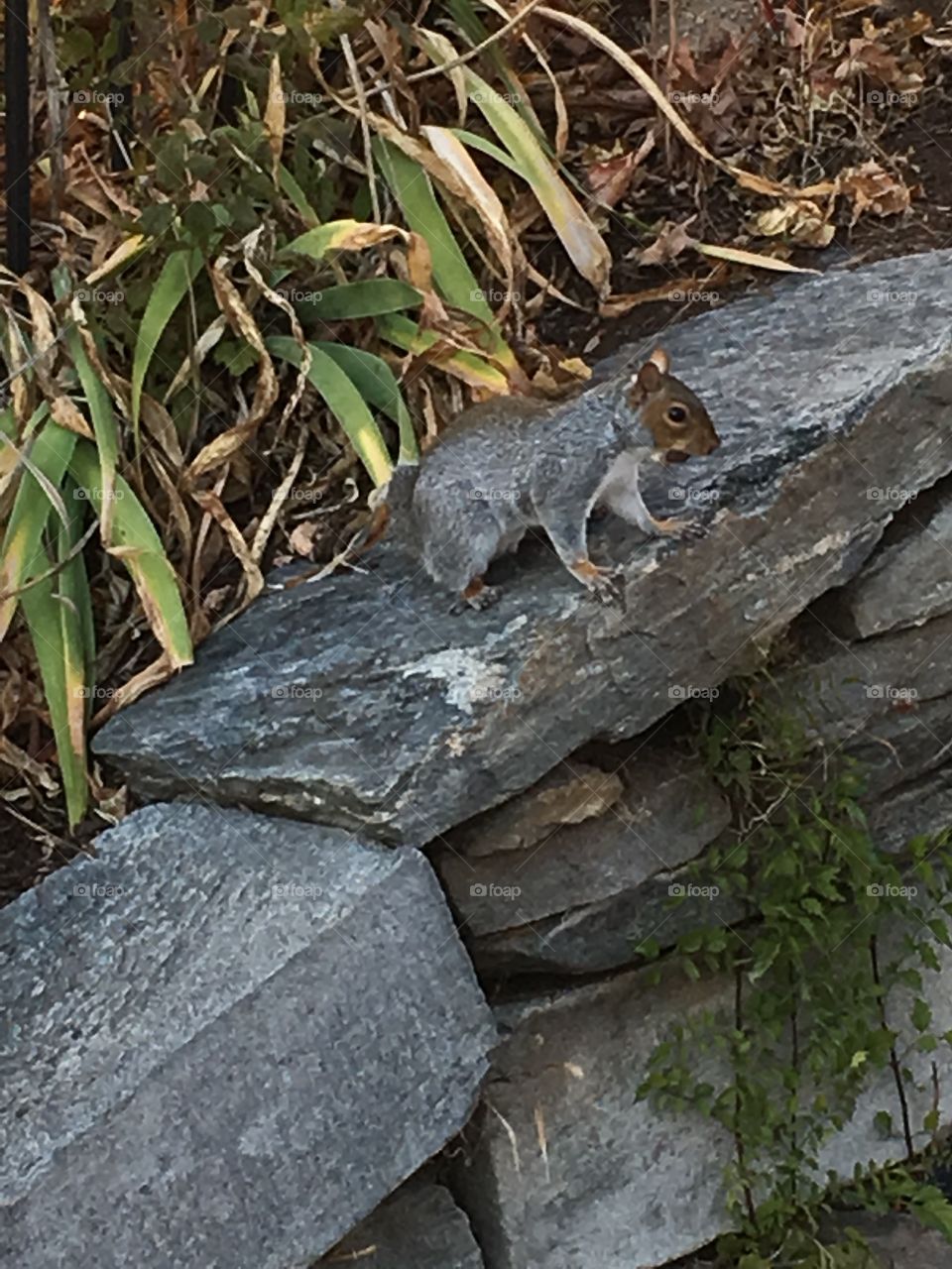 Squirrel on wall 