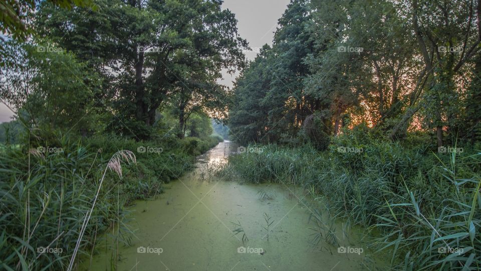 Niezgoda, Poland