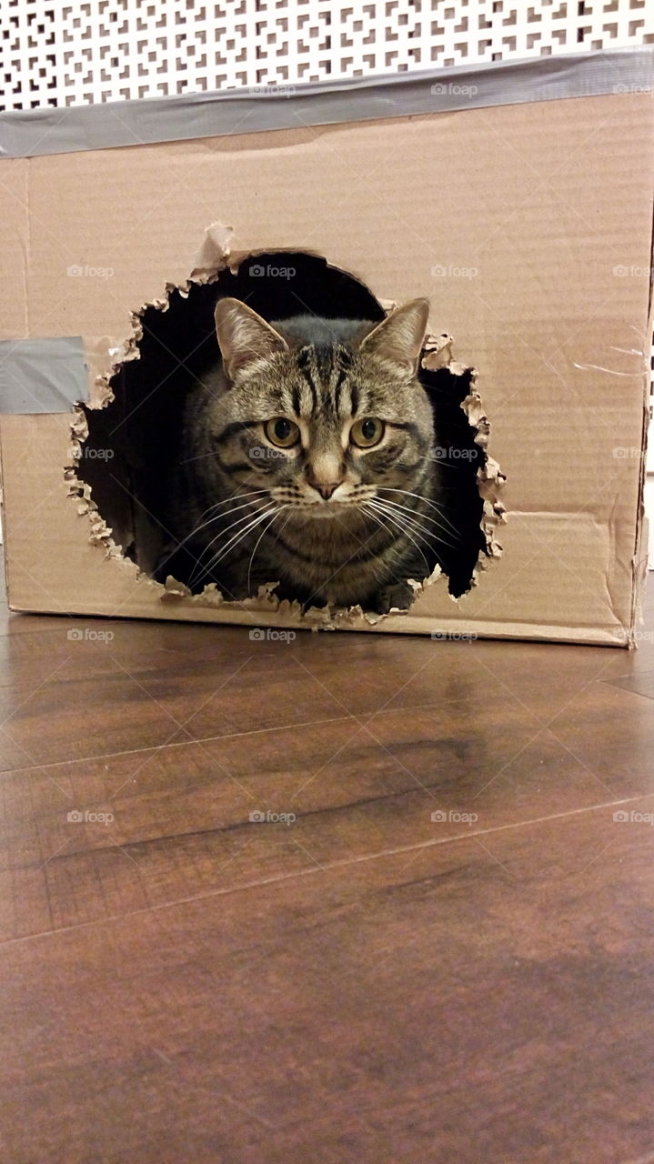 Box. Cat destroyed box. 