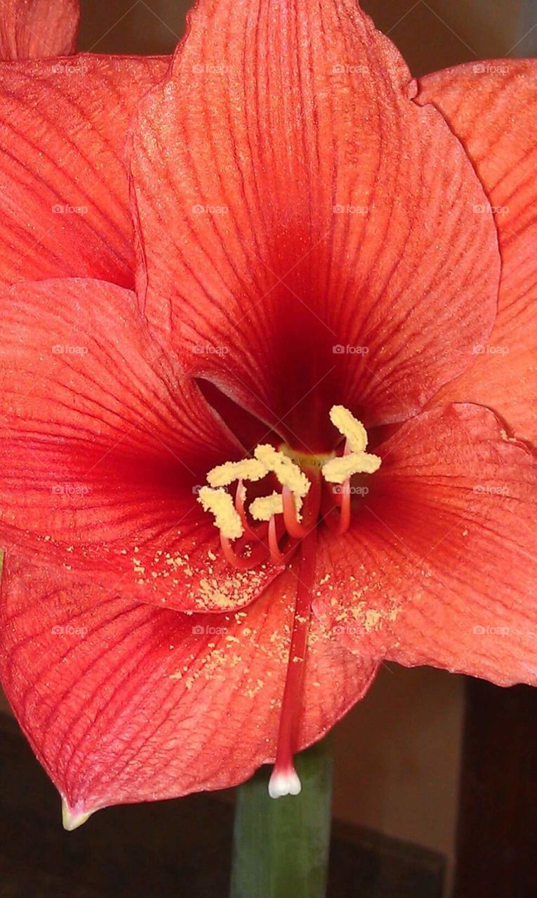 Flower from Hawaii