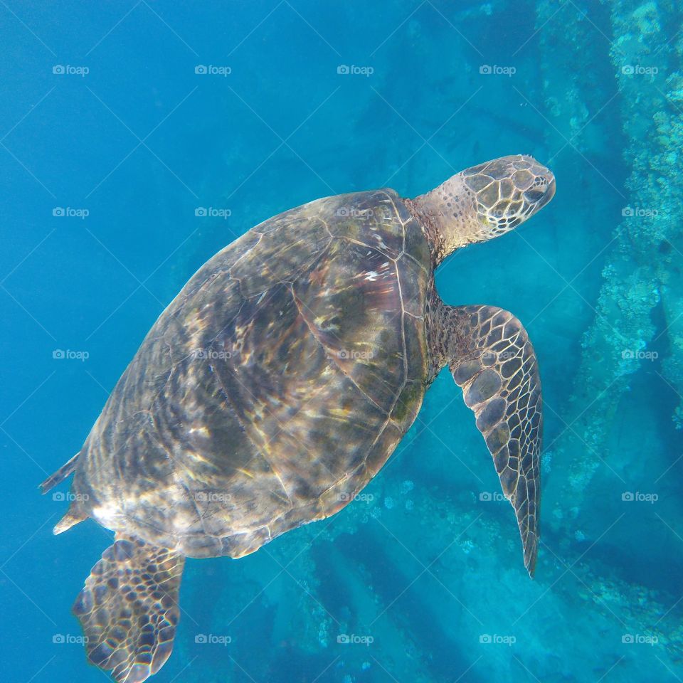 Hawaiian Green Sea Turtle in Lahaina, HI