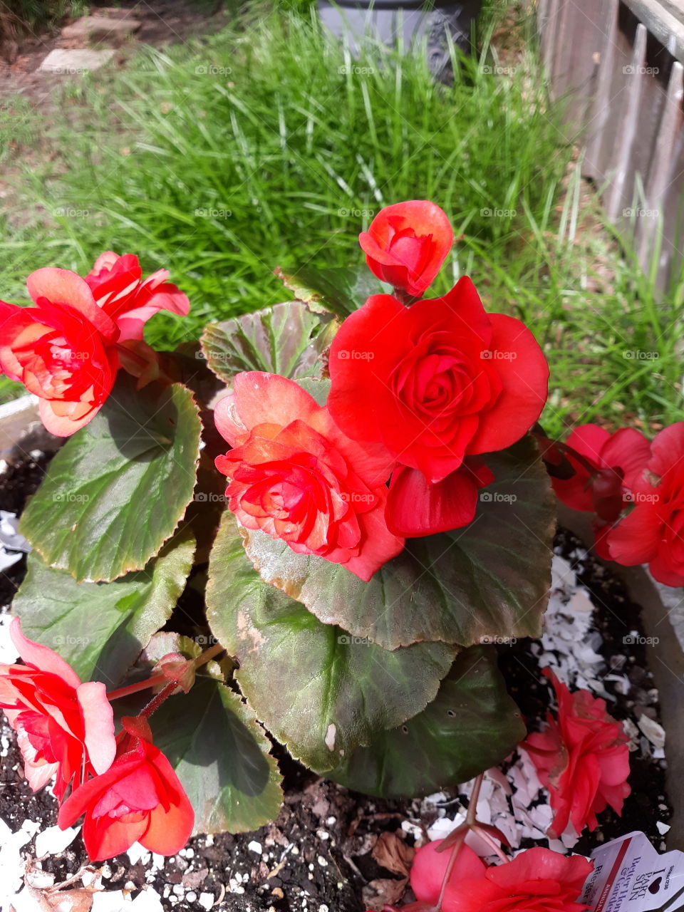 Bright Red Begonia