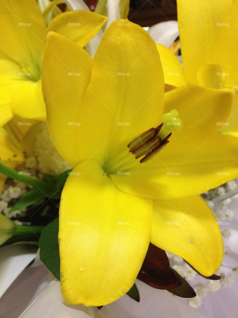 Yellow Lilly